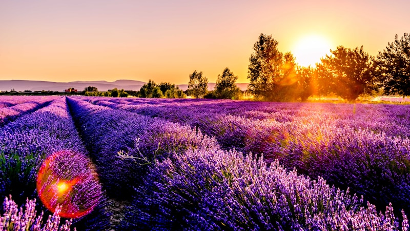 从新手到达人：科学养护花卉的五大核心技巧解析