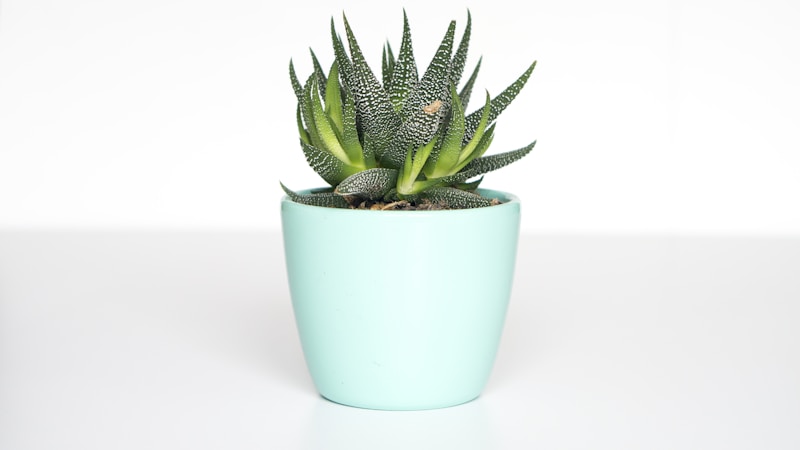 花艺搭配的艺术：解锁色彩、形态与场景的完美组合