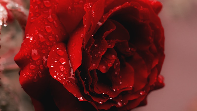 节日用花全解析：从文化到养护，解锁节日花卉的浪漫密码