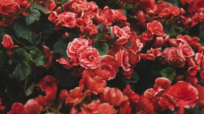 节日用花指南：从文化到搭配，解锁节日氛围的浪漫密码