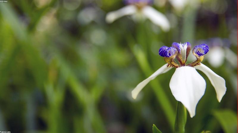 探秘鲜花世界：常见品种与独特魅力解析