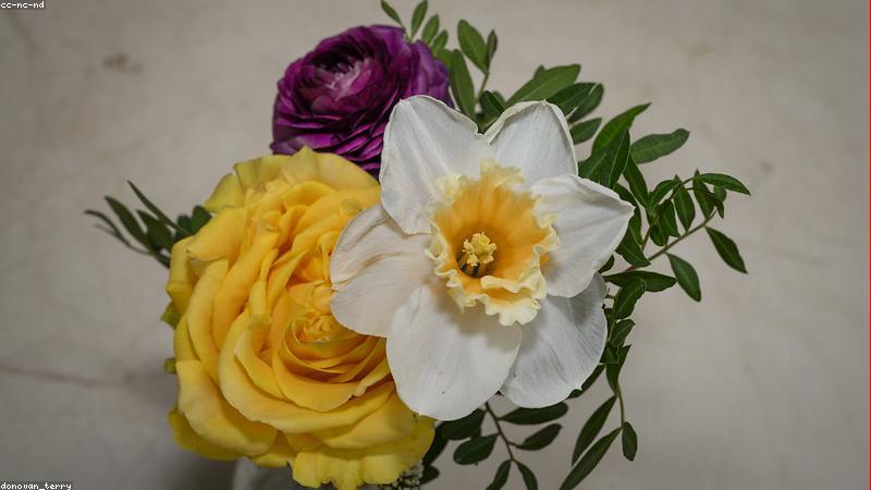 探秘鲜花王国：常见品种与养护指南