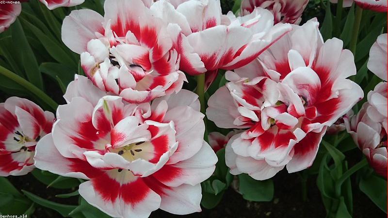 从玫瑰到鸢尾：全球热门鲜花品种图鉴与养护指南