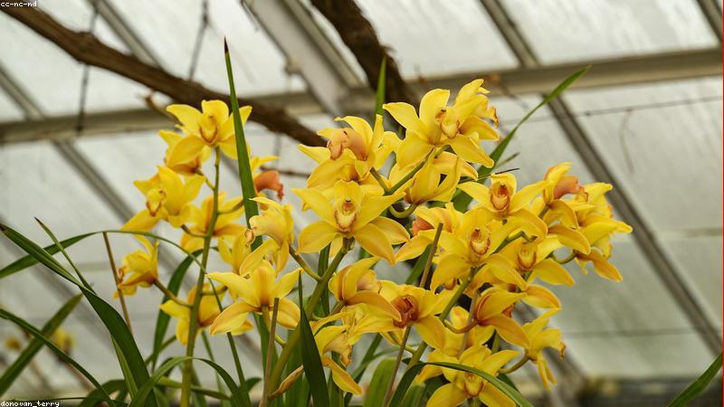 探秘花卉世界：常见与珍稀鲜花品种全解析