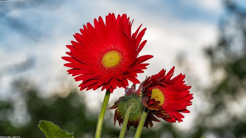 探秘鲜花世界：常见品种的分类与养护指南