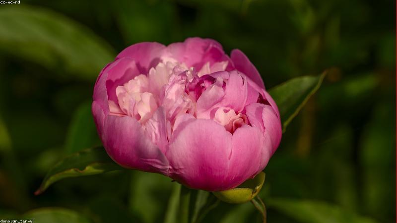 探秘鲜花品种：从经典到新奇，解锁花卉世界的多样性