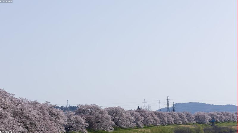 探秘鲜花世界：常见品种与独特魅力解析