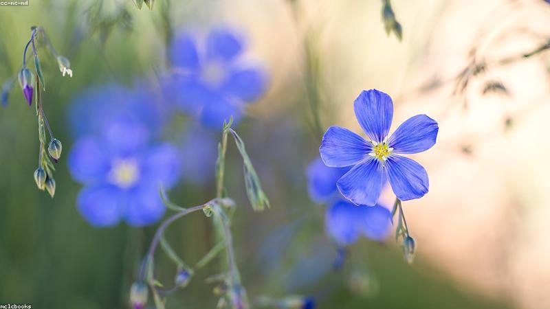 从玫瑰到鸢尾：解锁全球10大经典鲜花品种的奥秘