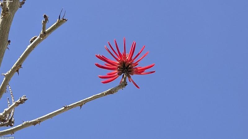 节日用花全指南：从文化寓意到搭配技巧的实用手册