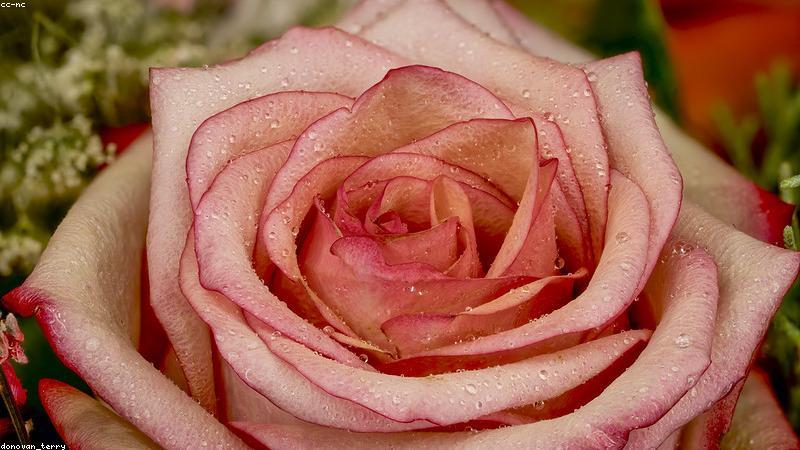 科学养护指南：从光照到施肥，解锁植物健康生长密码