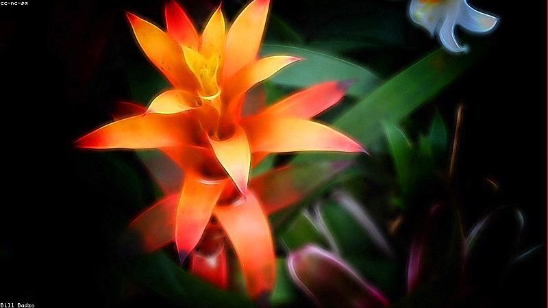 探秘鲜花世界：解锁常见品种的独特魅力与养护密码