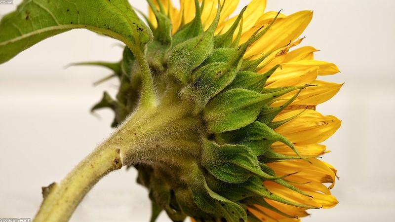 探秘鲜花世界：常见品种与养护指南全解析