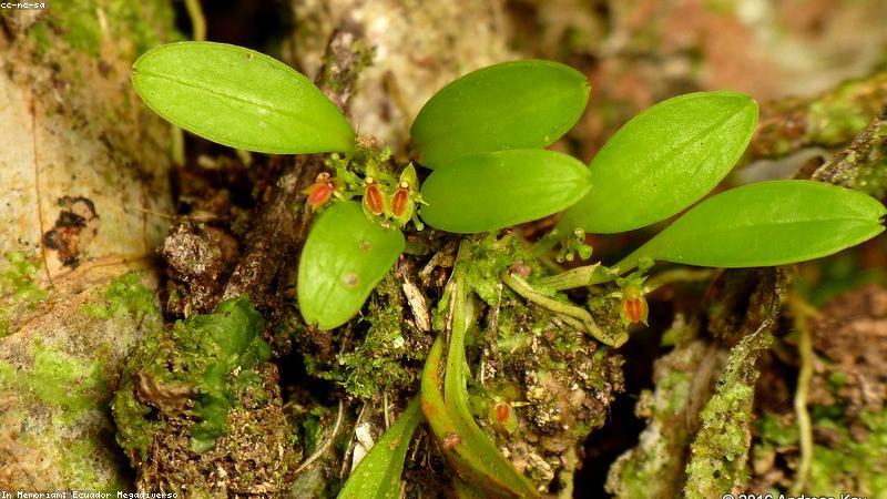 家庭绿植养护全攻略：从浇水到修剪的实用技巧